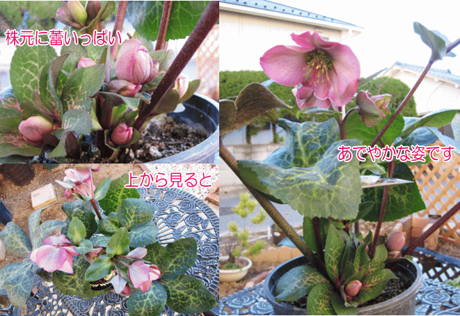 クリスマスローズ【ペニーピンク（ペニーズピンク）】開花株（大苗