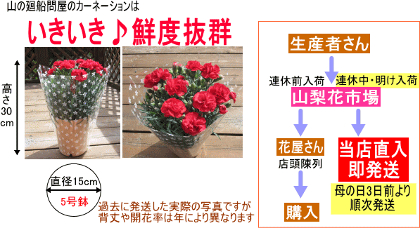 カーネーション鮮度５号