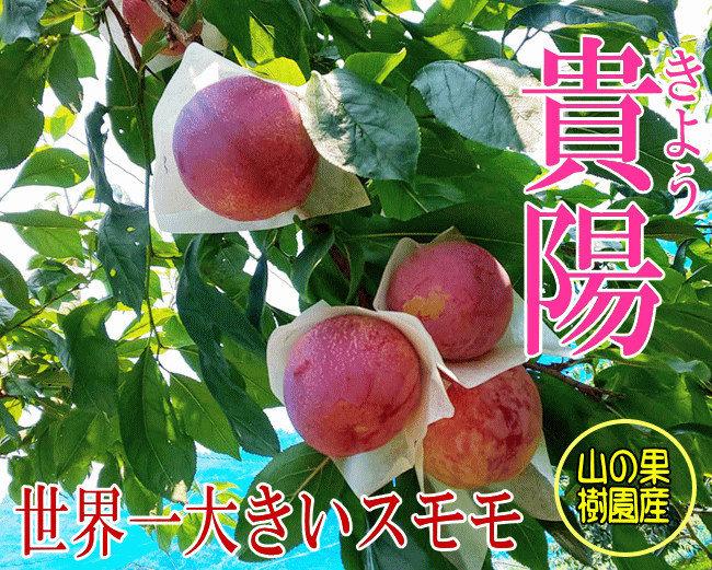 貴陽　大きなすもも