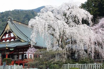 身延山久遠寺のしだれ桜