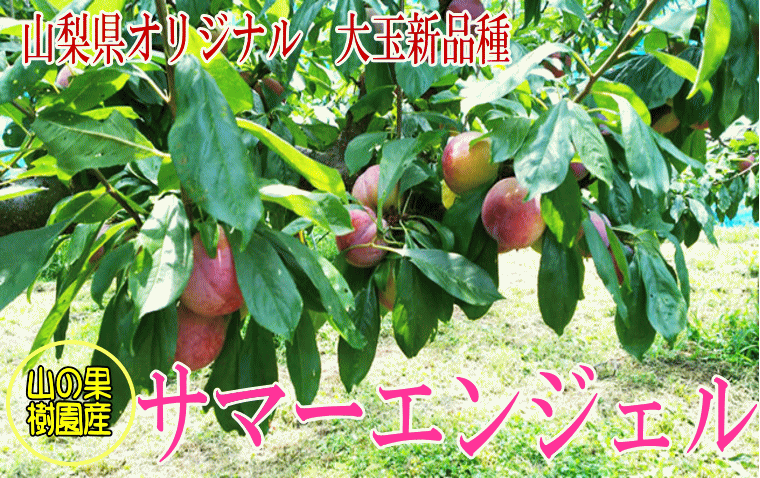サマーエンジェル