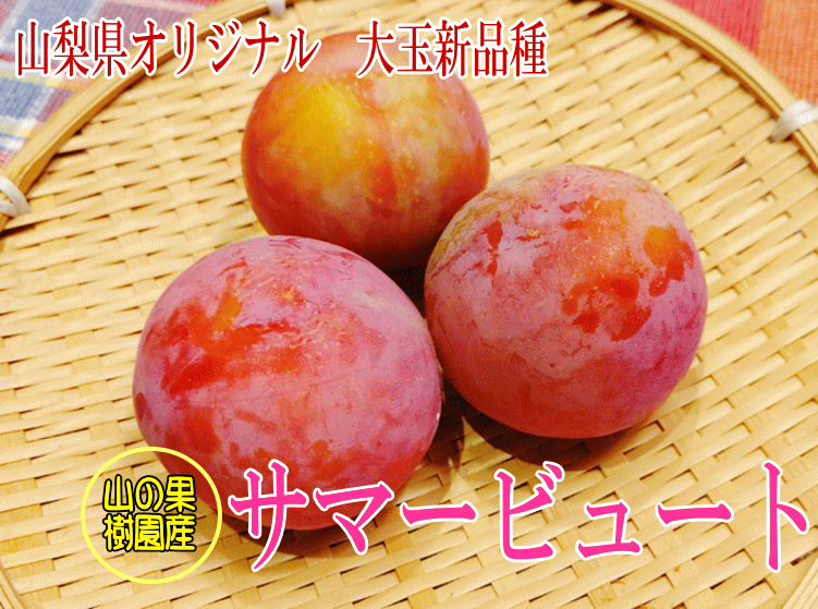 サマービュート