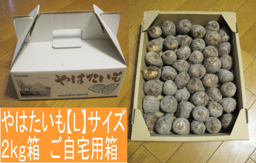 やはたいも　Ｌサイズ
