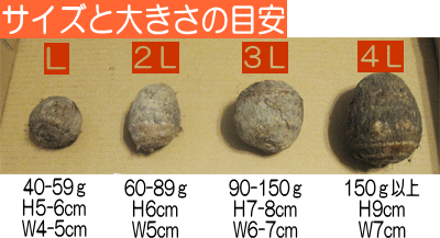 やはたいもサイズ参考