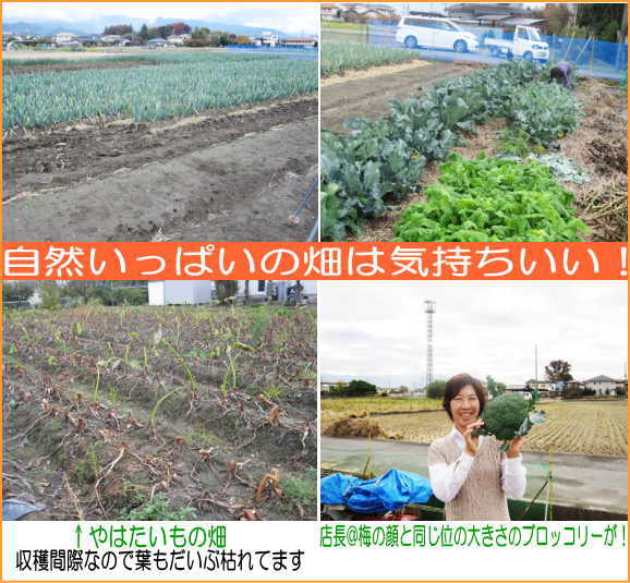 やはたいも畑