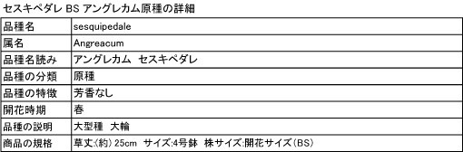 Angem.sesquipedale (セスキペダレ) BS アングレカム原種 : angem 