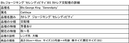 Blc.George King 'Serendipity'(Blc.ジョージキング'セレンディピティ