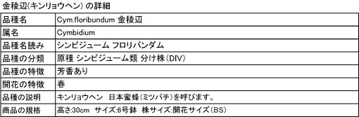 日本蜜蜂キンリョウヘン、株大、ニ鉢！送料無料！ 即決/特別販売】キンリョウヘン61 金稜辺花芽6本 4鉢セット