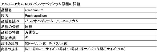 Paph.armeniacum (アルメニアカム) NBS 花なし株 パフィオペディラム