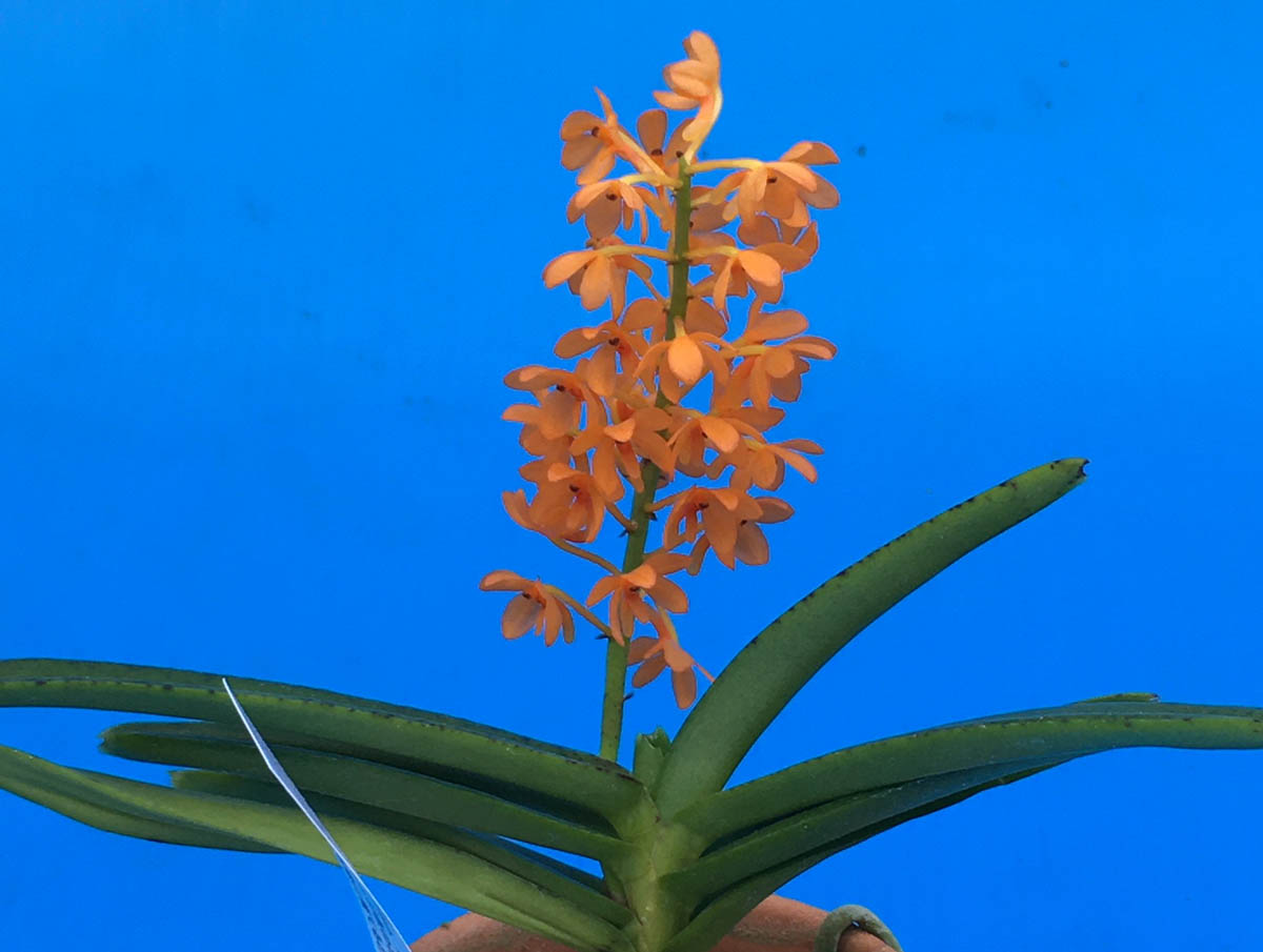 C.schilleriana'Aphri'(C.シレリアナ'アフリ') BS 花なし株 カトレア