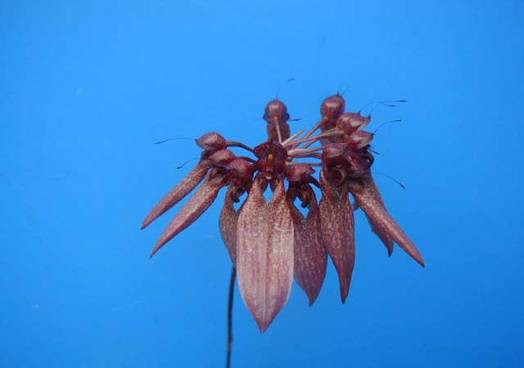 Bulb.longiflorum 'Tokyo' (ロンギフロラム '東京') BS バルボフィラム