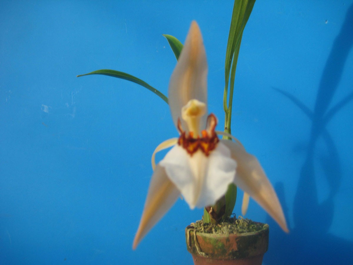 Phal.tetraspis (テトラスピス) BS ファレノプシス原種 (販売期間4月