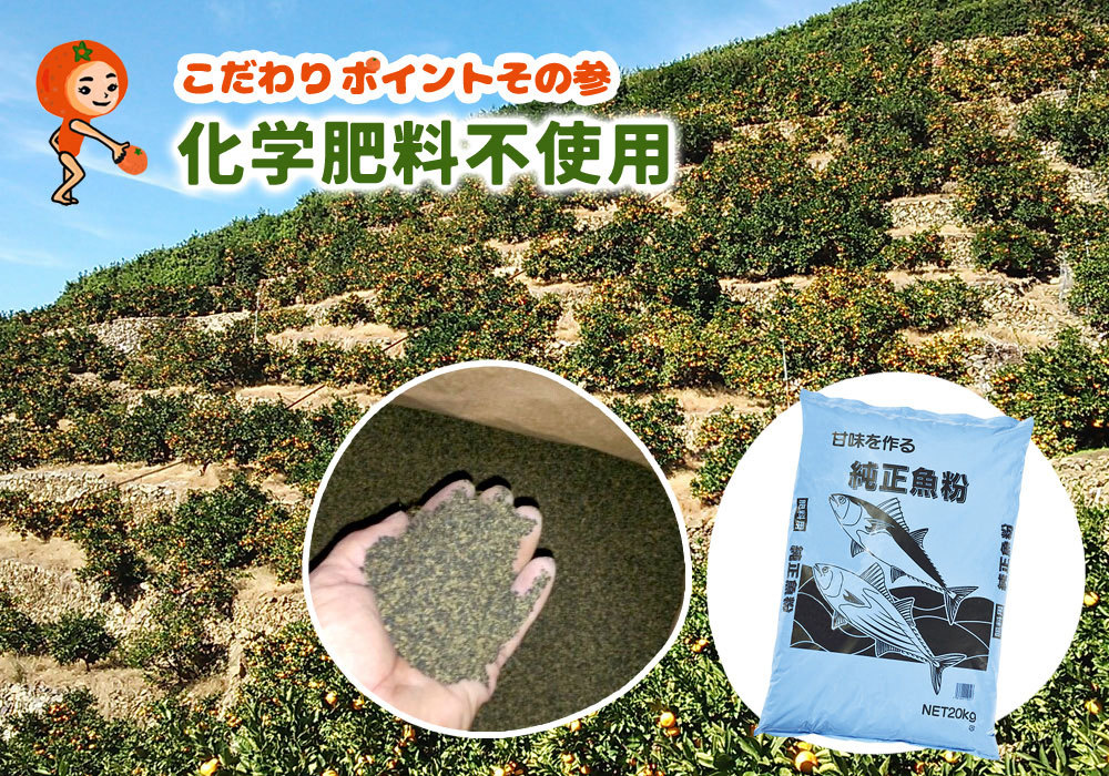 国産 訳あり バレンシアオレンジ 5kg 化学肥料不使用 減農薬 和歌山