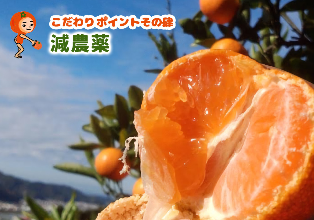 国産 訳あり バレンシアオレンジ 5kg 化学肥料不使用 減農薬 和歌山