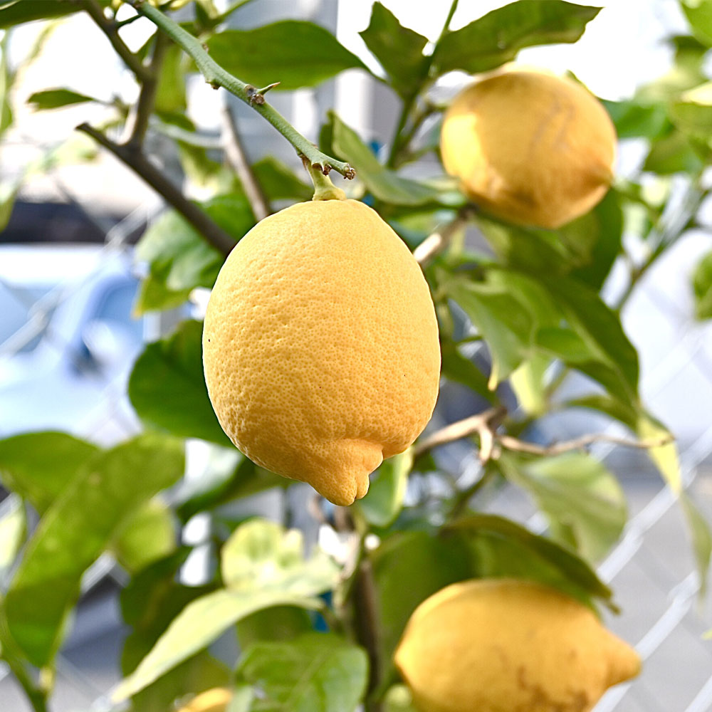 国産 レモン・グリーンレモン 約3kg 化学肥料不使用 減農薬 和歌山有田