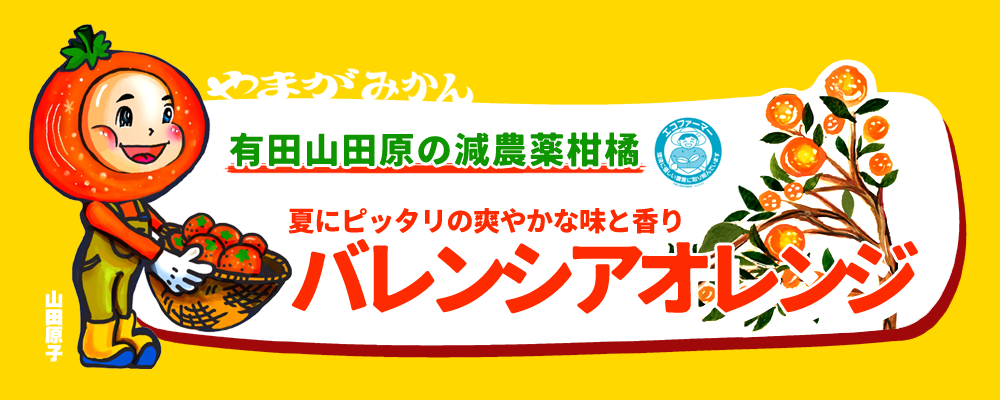 国産 訳あり バレンシアオレンジ 5kg 化学肥料不使用 減農薬 和歌山