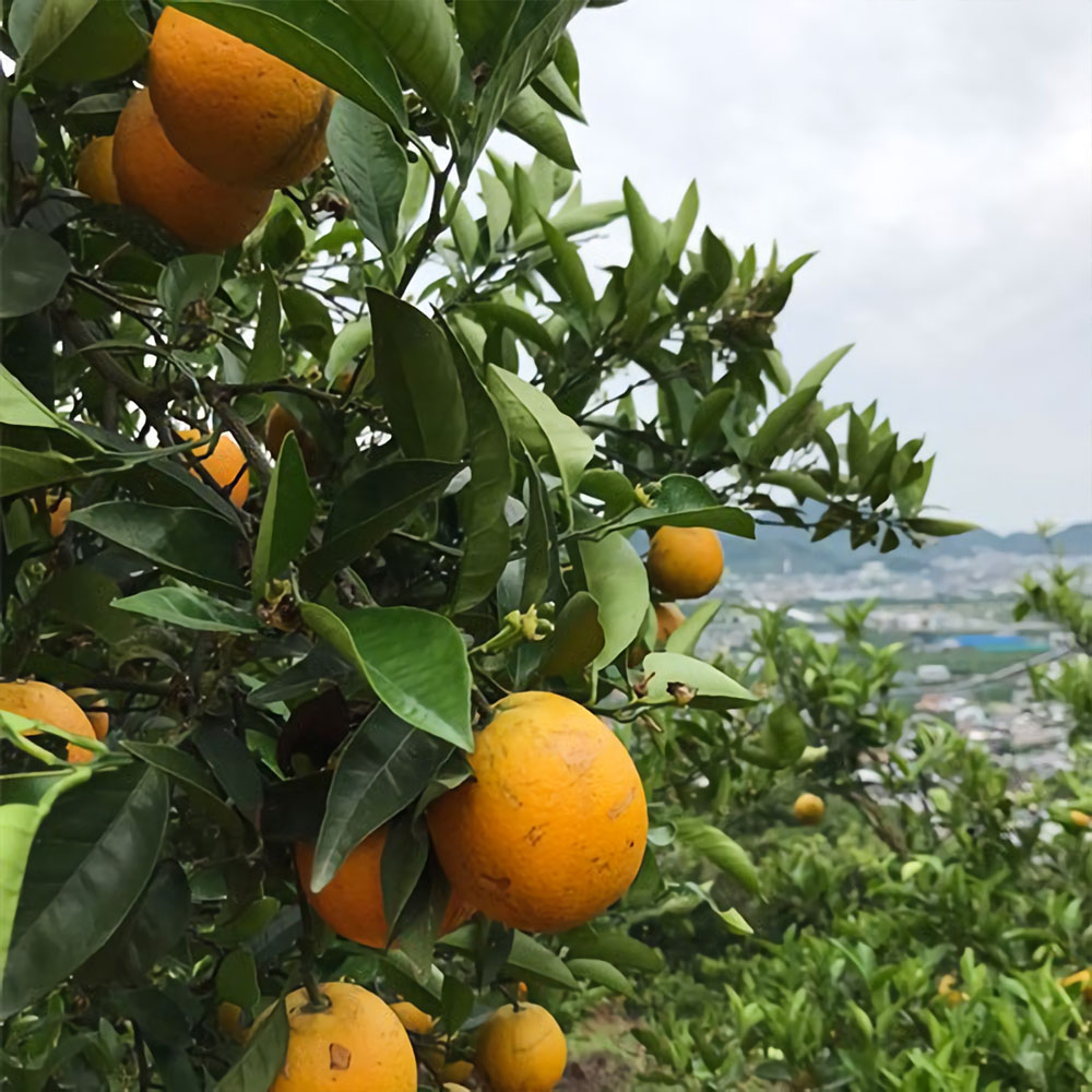 国産 訳あり バレンシアオレンジ 5kg 化学肥料不使用 減農薬 和歌山