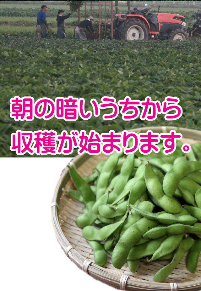 だだちゃ豆　だだ茶豆　枝豆