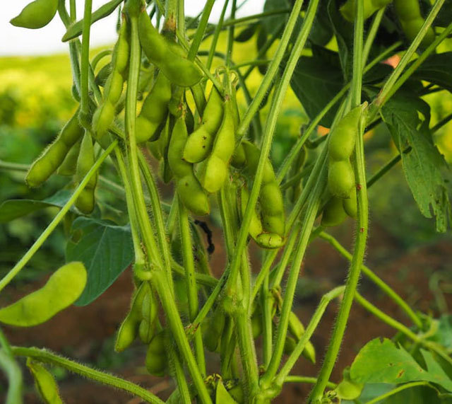 だだちゃ豆　だだ茶豆　枝豆