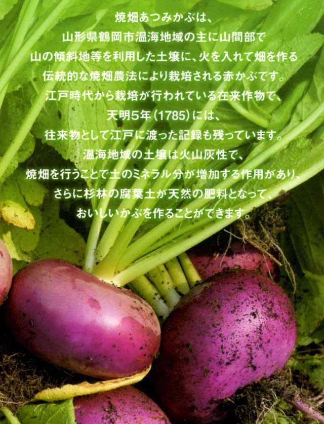 野菜 赤かぶ 1ｋｇ（10個前後） 常温 山形県鶴岡市　栽培期間中無肥料 無農薬 赤カブ かぶら