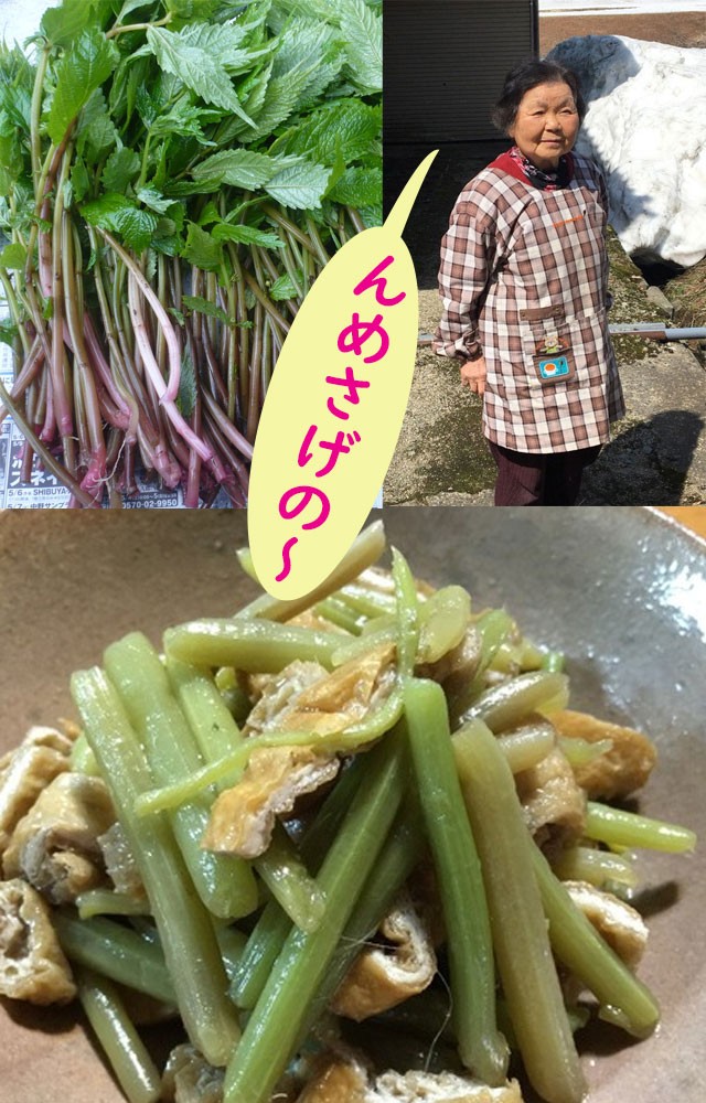 天然山菜 赤みず 500ｇ】山形県産 ウワバミソウ 赤ミズ 山菜 野菜 庄内