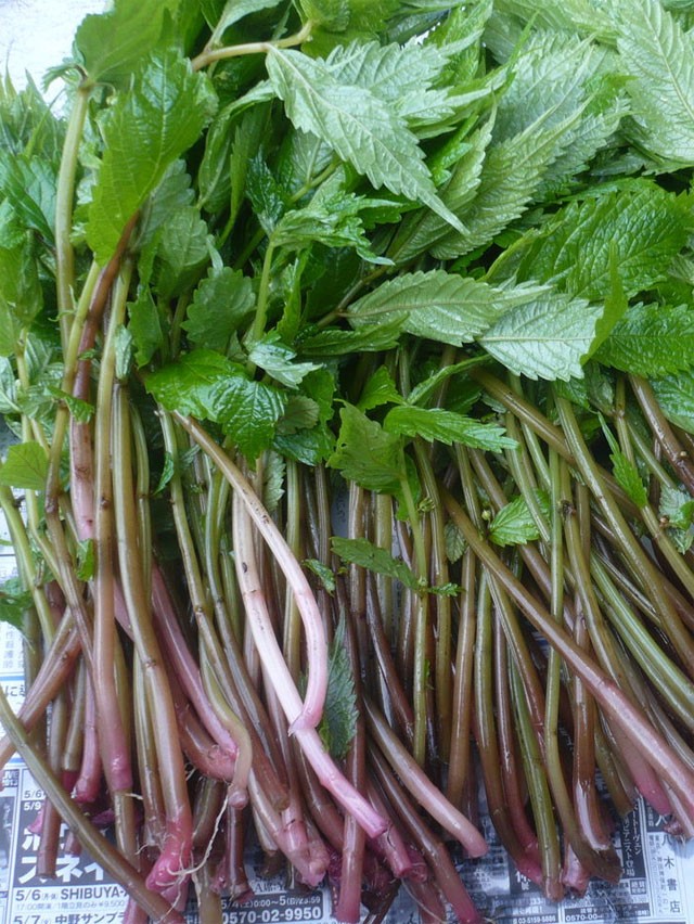 【天然山菜 赤みず 500ｇ】山形県産 ウワバミソウ 赤ミズ 山菜 野菜 庄内地方 5月中旬より順次発送