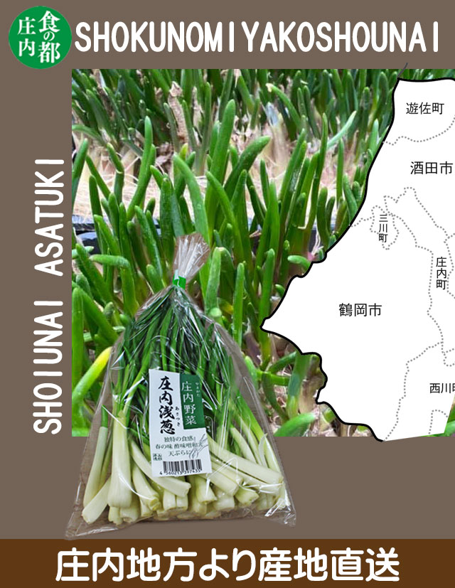 山菜 アサツキ 160g×3袋 山形県庄内産 産地直送 浅葱 あさつき 在来