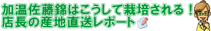 さくらんぼ 佐藤錦 さくらんぼ 佐藤錦 ４月下旬頃から発送 山形県産早出し加温さくらんぼ 佐藤錦 ３００ｇ手詰 ２箱 送料込 Ya0412 さくらんぼ お得 山形ふるさと食品館