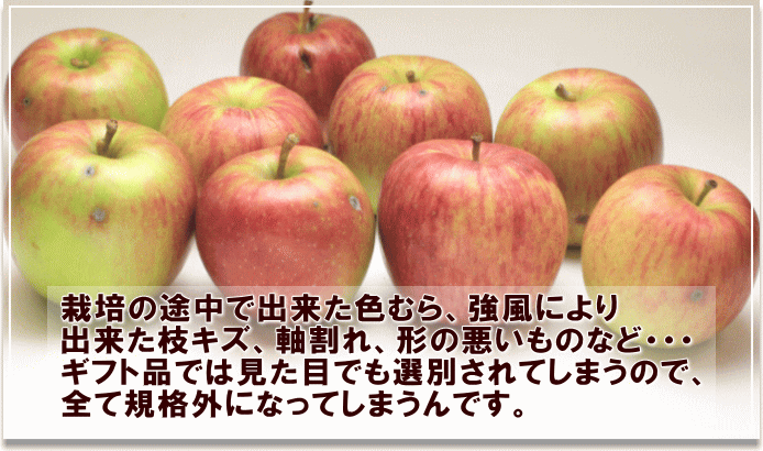 栽培の途中で出来た色むら、強風により出来た枝キズ、軸割れ、形の悪いものなど・・・ギフト品では見た目でも選別されてしまうので、全て規格外になってしまうんです。