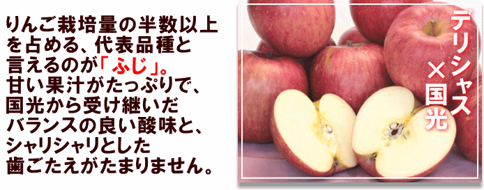 りんご栽培量の半数以上を占める、代表品種と言えるのが「ふじ」。甘い果汁がたっぷりで、国光から受け継いだバランスの良い酸味と、シャリシャリとした歯ごたえがたまりません。