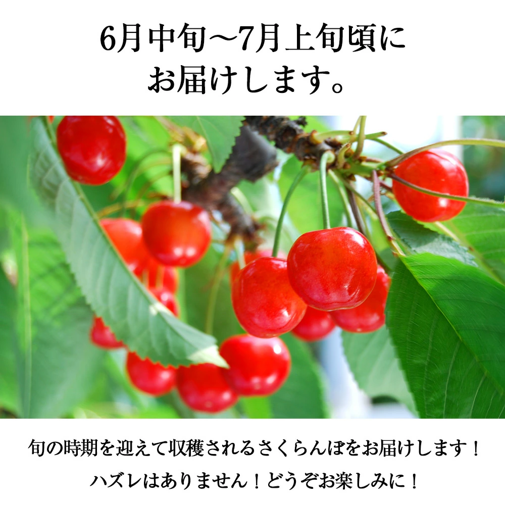 山形県産さくらんぼ1kgラッキーくじ