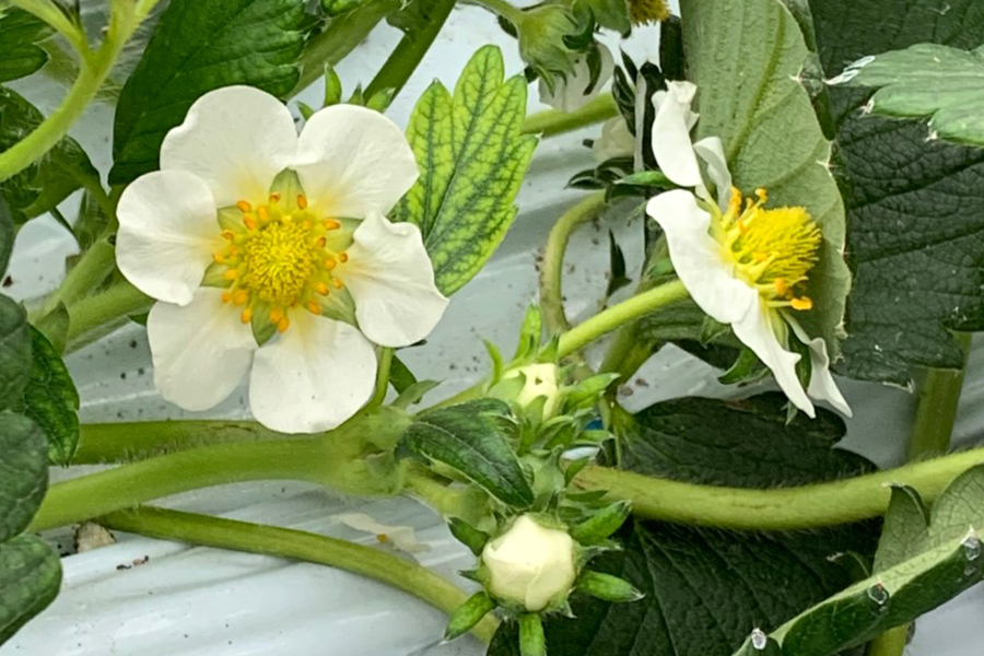  朝摘みいちご15粒入