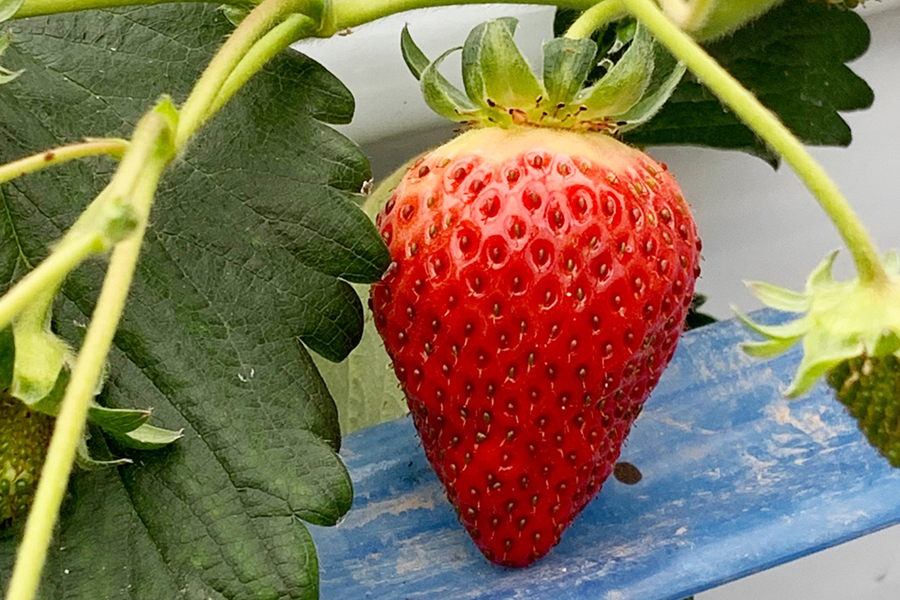  朝摘みいちご15粒入