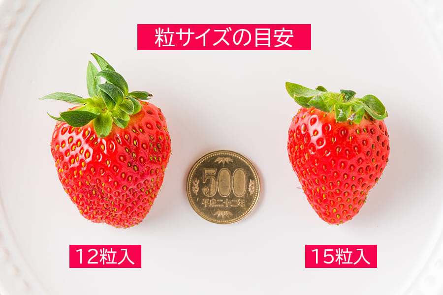 朝摘みいちご15粒入
