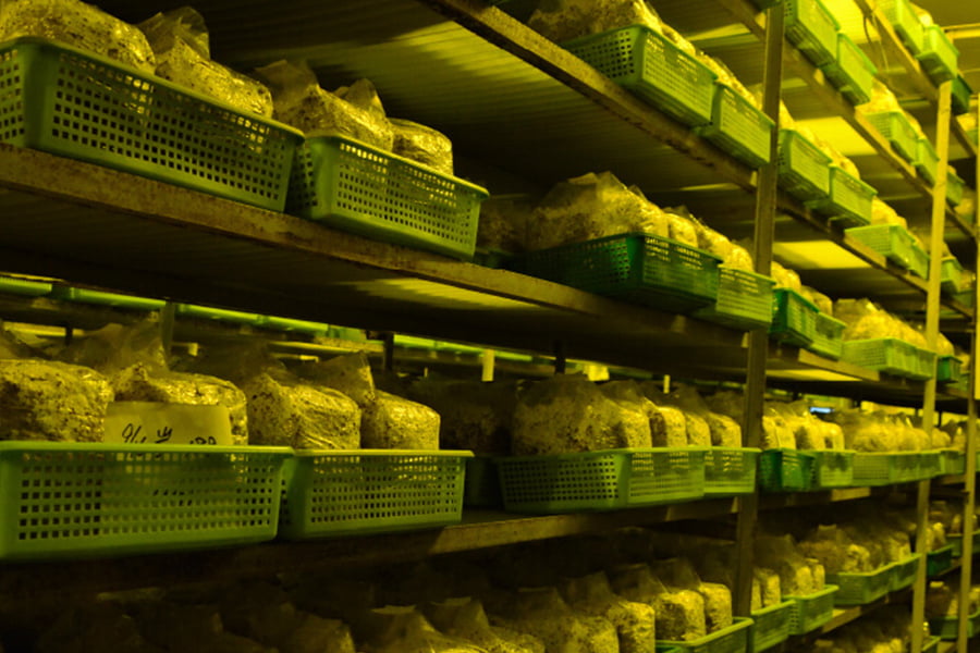 最上まいたけ/コクうま舞茸