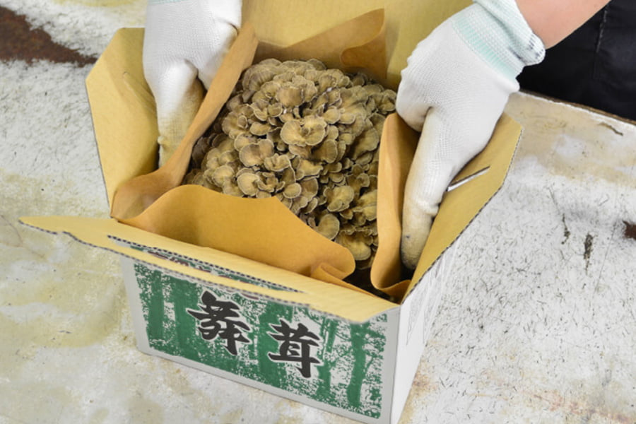 最上まいたけ/コクうま舞茸