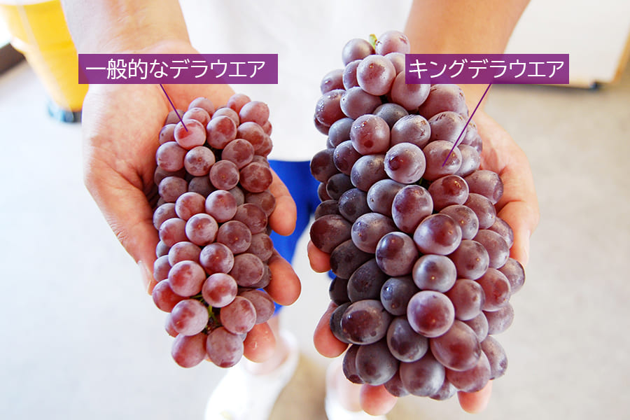 松田さんのぶどうキングデラウェア約1.8kg(6〜10房程度)