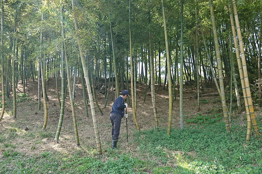 山形の朝堀りたけのこ(谷定孟宗)約3kg