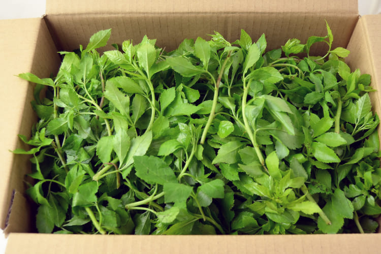 750円 【一部予約販売中】 冷蔵 青森天然山菜みずの実 ミズのこぶ ミズのこ ミズムカゴ 約100g 佐々木さん ウワバミソウの実 750円 【一部予約販売中】 冷蔵 青森天然山菜みずの実 ミズのこぶ ミズのこ ミズムカゴ 約100g 佐々木さん ウワバミソウの実
