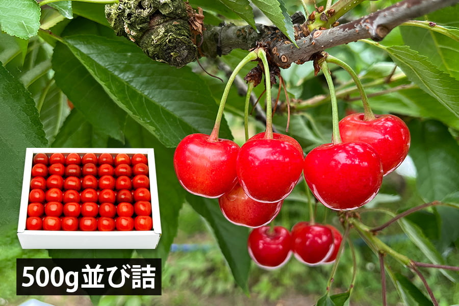 芳醇大粒芳醇さくらんぼ佐藤錦