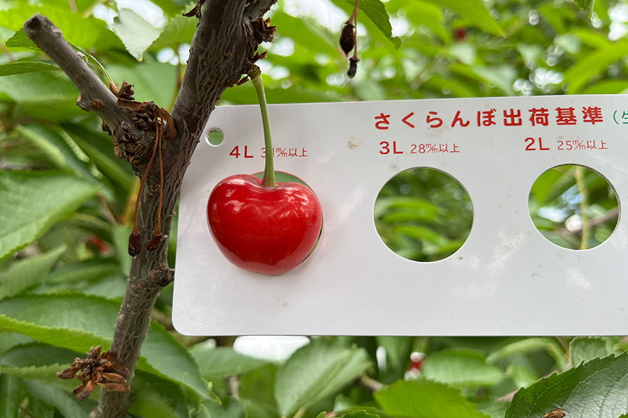 大粒さくらんぼ紅秀峰