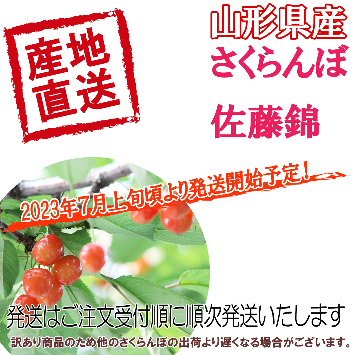 送料無料 山形県産さくらんぼ佐藤錦 た〜っぷり800g 訳あり ご家庭用