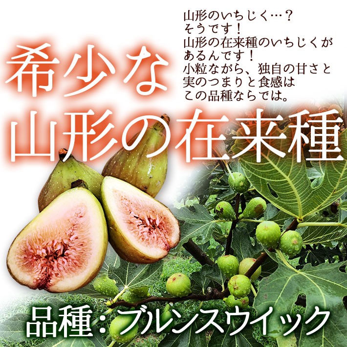 山形県産の希少な完熟いちじく ギガランキングｊｐ