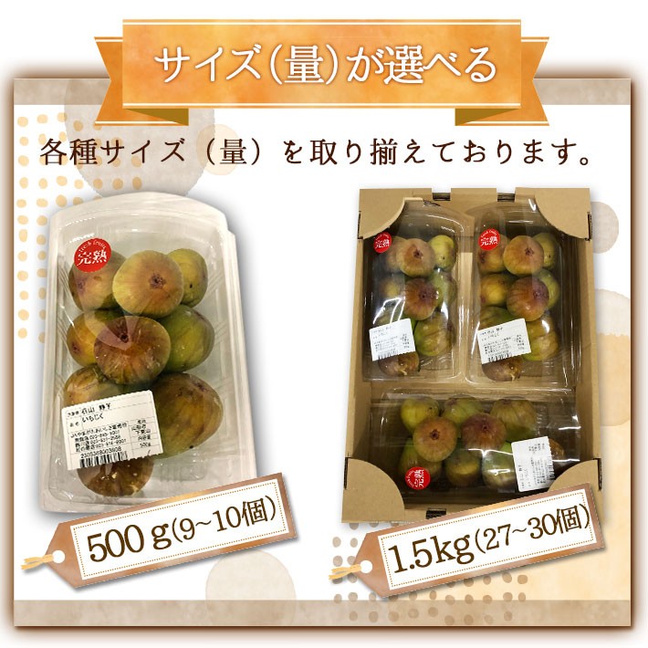 現在発送中 9月10月お届け フルーツ いちじく 山形県産 イチジク 生