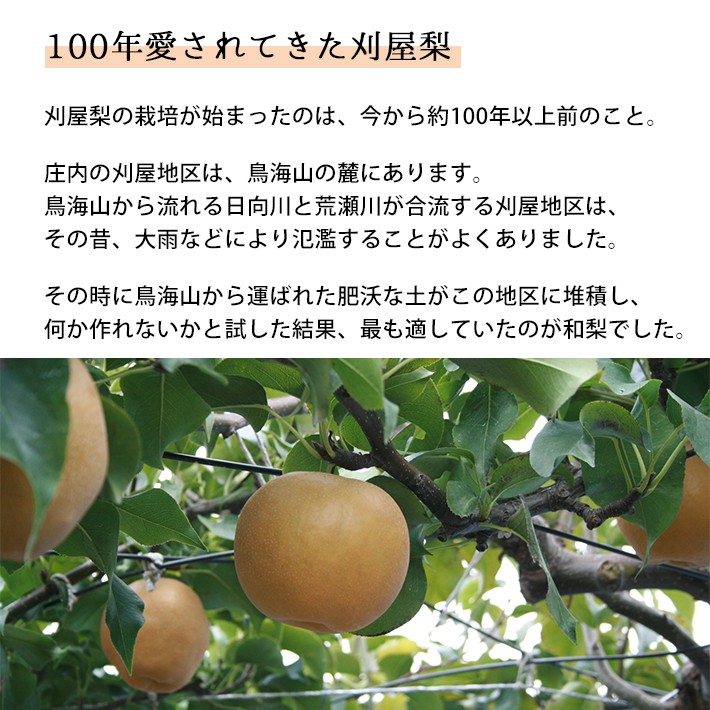 刈屋梨の栽培が始まったのは、今から約100年以上前のこと。庄内の刈屋地区は、鳥海山の麓にあります。 鳥海山から流れる日向川と荒瀬川が合流する刈屋地区はその昔、大雨などにより氾濫することがよくありました。。