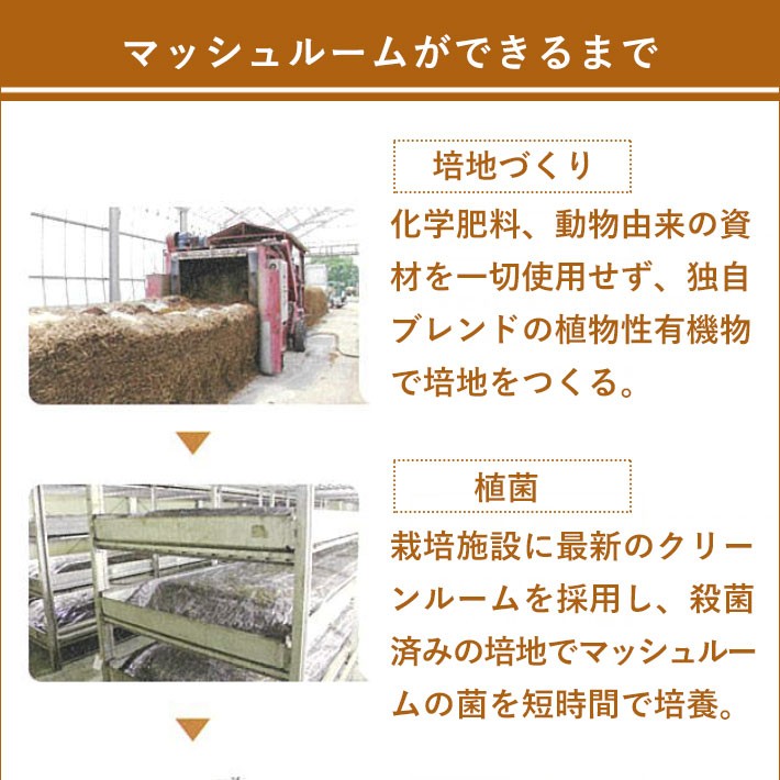 マッシュルームが出来るまで