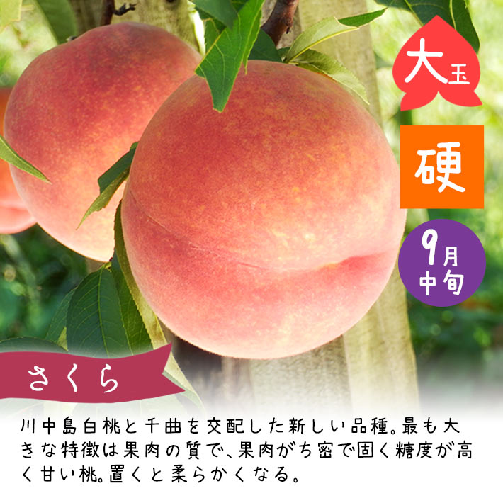 さくら