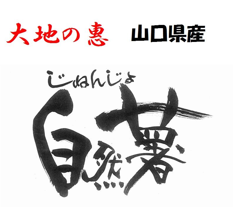 新芋出荷開始 山口県産 自然薯 自生種 じねんじょ １ｋｇ 春早割 山芋