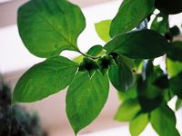国産天然100％『柿の葉茶　５０ｇ』健康茶