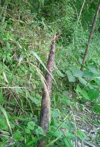 終了しました】山口県産摘み立て「真竹（マダケ）のたけのこ5kg